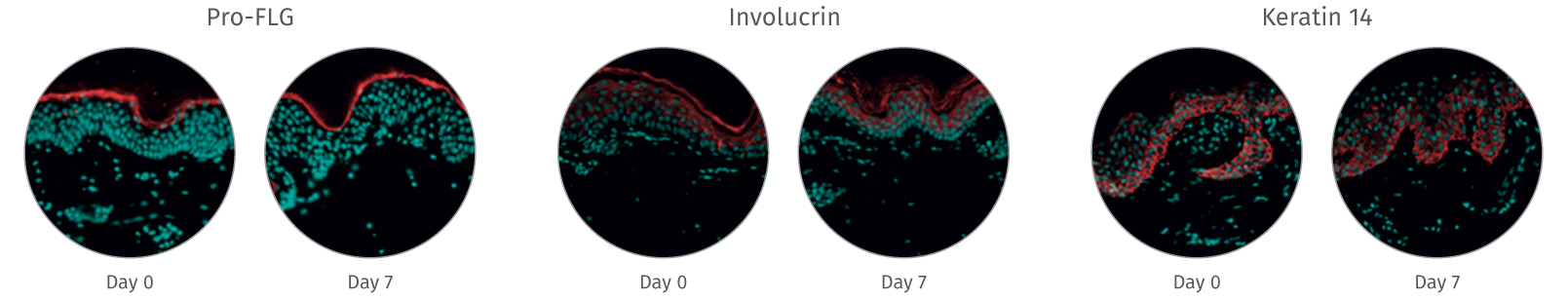 human skin structure and live skin response NativeSkin models