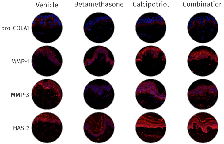 pharmacological validation of Genoskin skin models