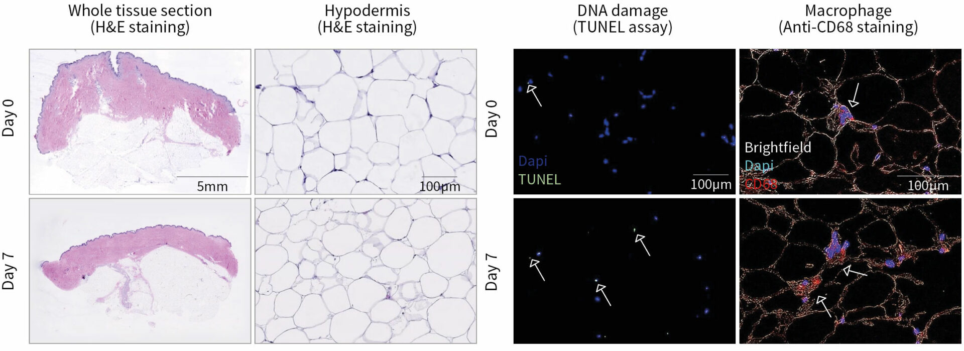 Histological characterization of HypoSkin® model following production & after 7 days of ex vivo culture.