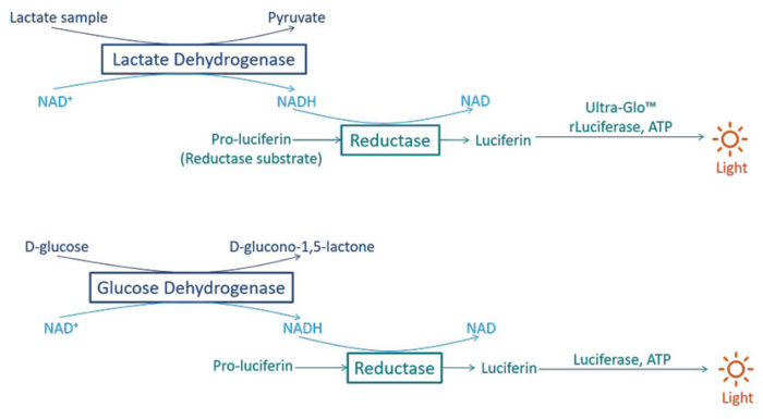 dosing of lactate and glucose Promega