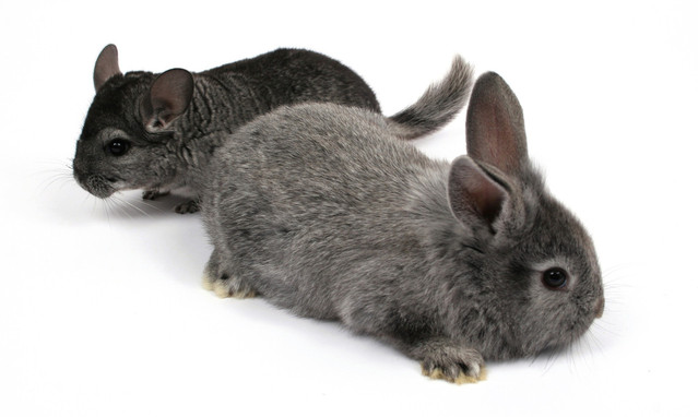 Illustrating: Illinois to ban cosmetics tests on animals. Grey bunny and chinchilla