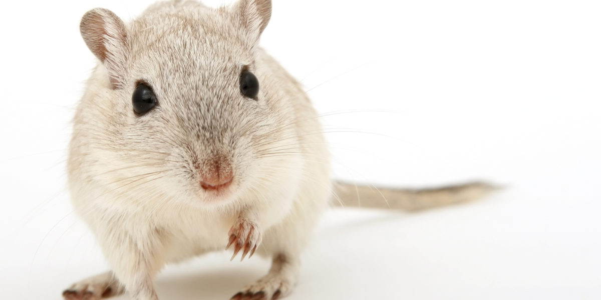 rodent isolated on white, macro closeup