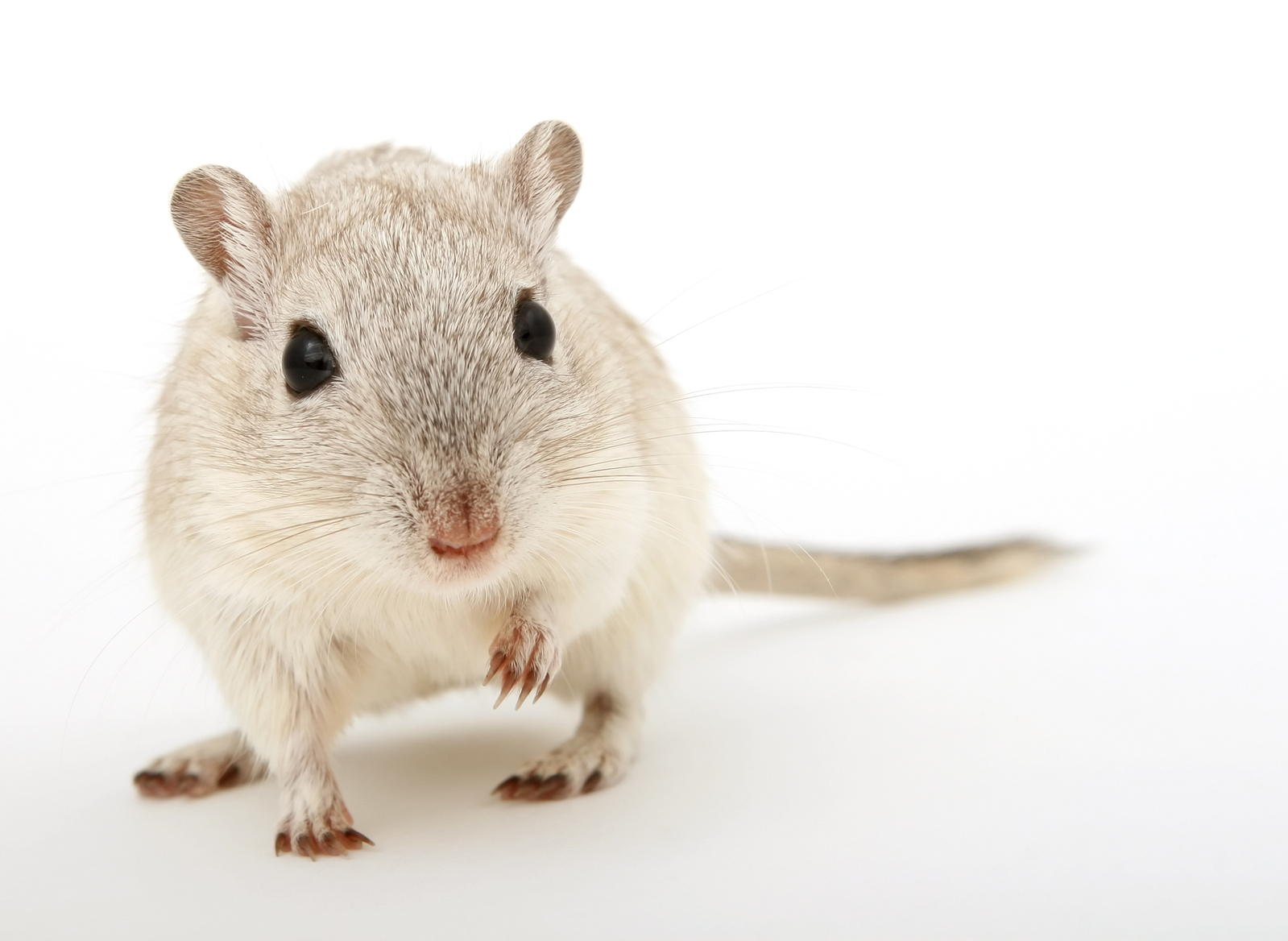 rodent isolated on white, macro closeup