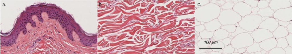 Histology pictures of HypoSkin® layers: epidermis, dermis and hypodermis