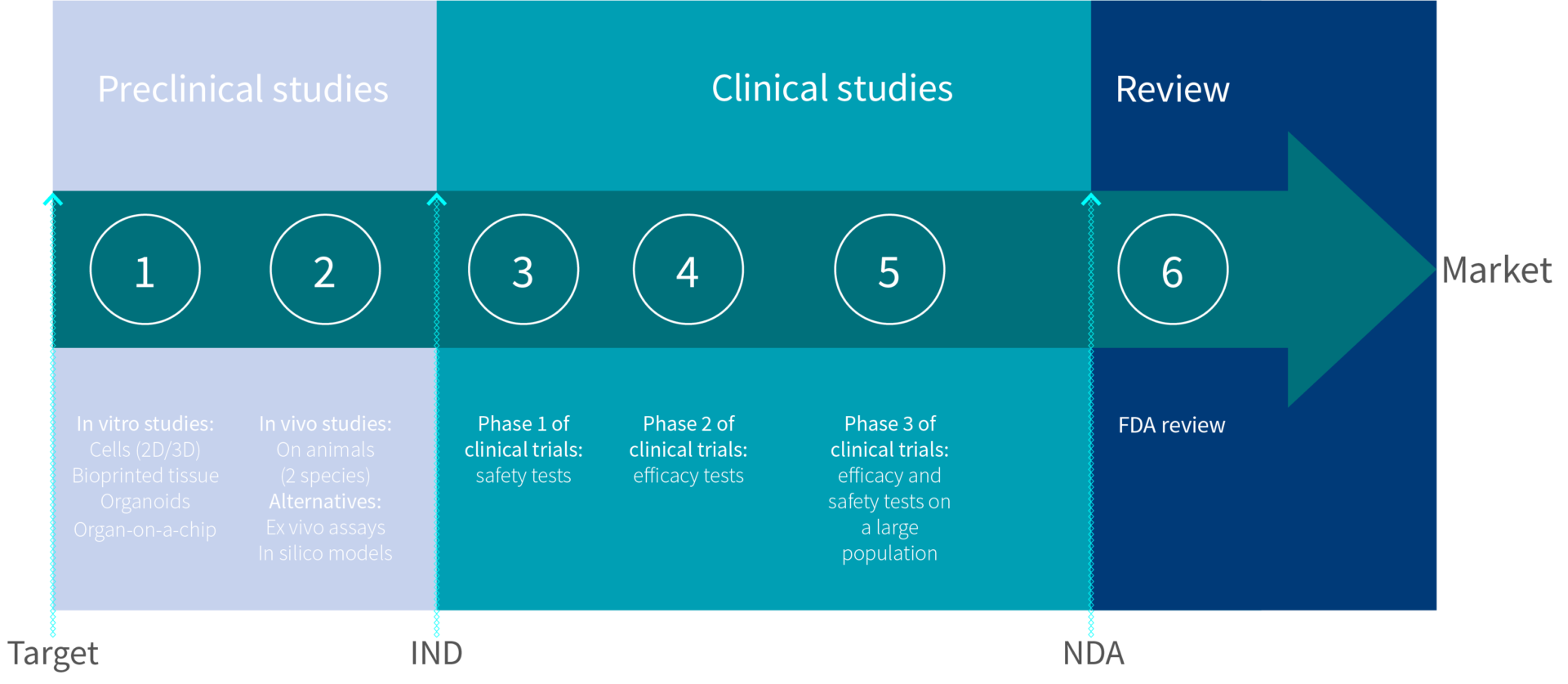 Scheme showing the timeline for a new drug development, for FDA approval