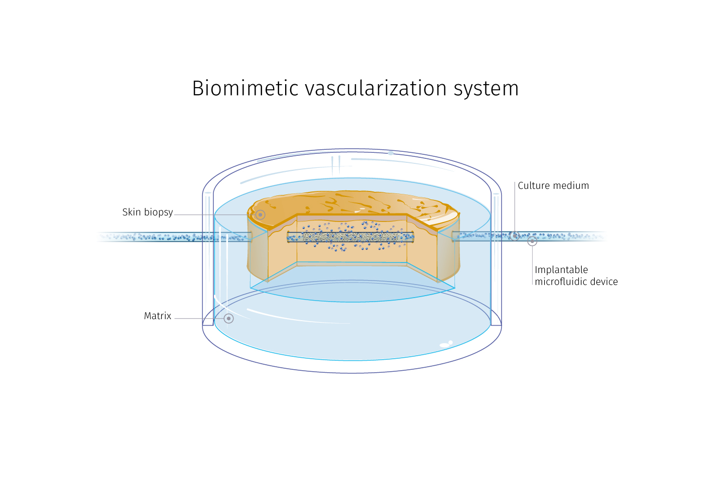 Flowskin® a perfused ex-vivo human skin model ready to test pharmacokinetic