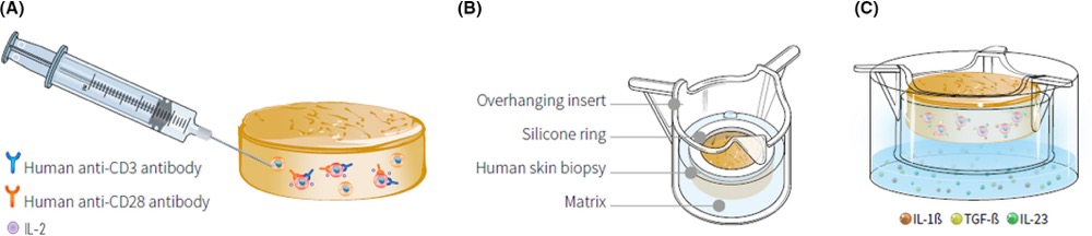 Inflammation model InflammaSkin production process