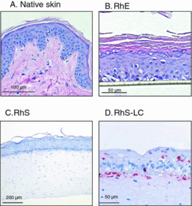 Immune cells in native skin and reconstructed human skin