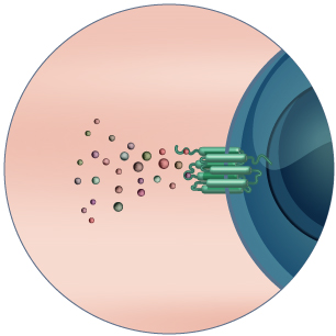 MRGPRX2 activation