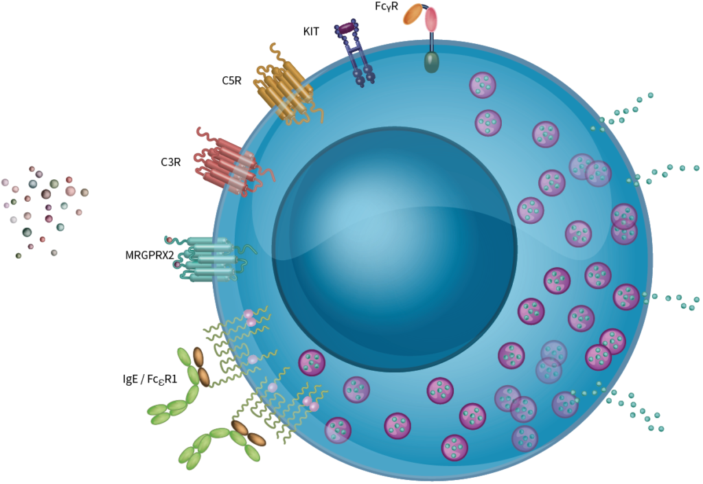 human primary connective tissue-type mast cells and some of its receptors