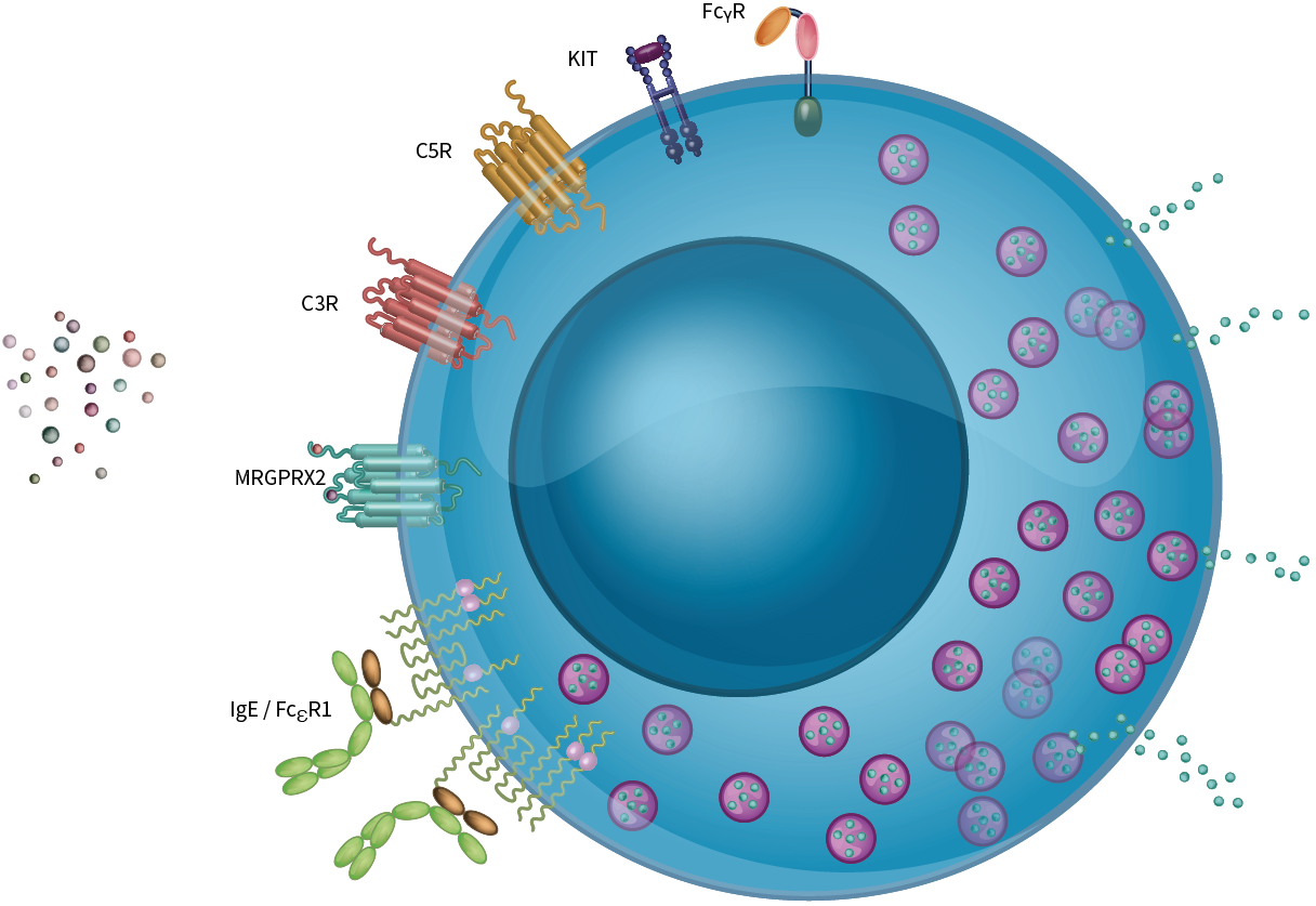 human primary connective tissue-type mast cells and some of its receptors