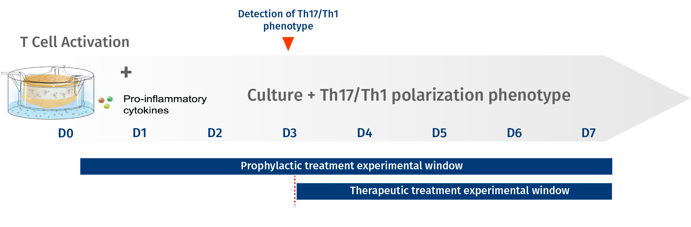 Prophylactic and therapeutic antipsoriasis studies