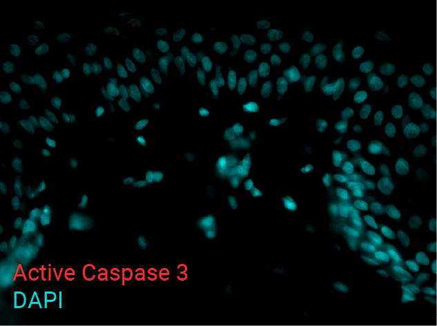 Active Caspase 3 0mJ - UV-02