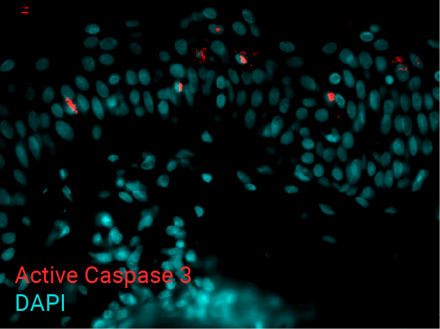 Active Caspase 3 250mJ - UV-03