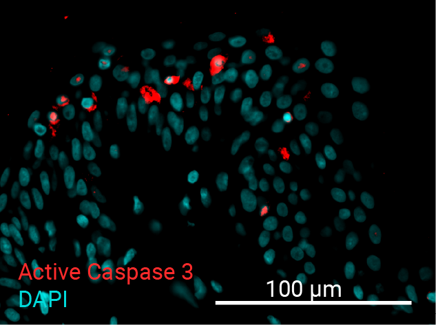 Active Caspase 3 - 250mJ