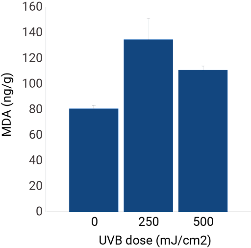 Oxidative stress MDA in Nativeskin samples after UVB radiation