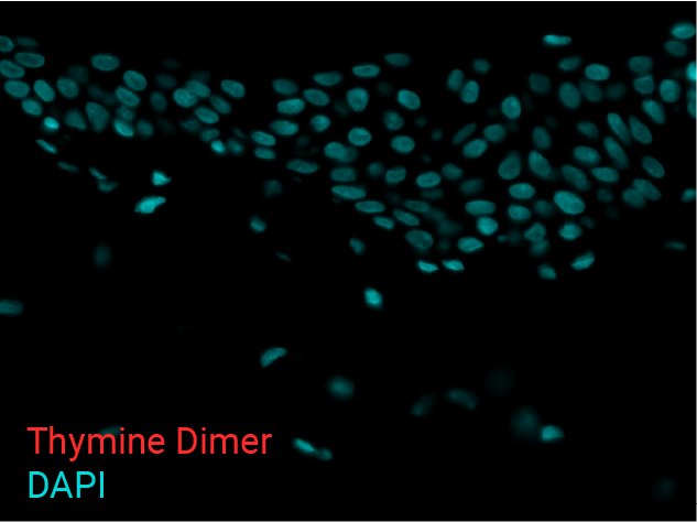 Thymine Dimer - 0mJ