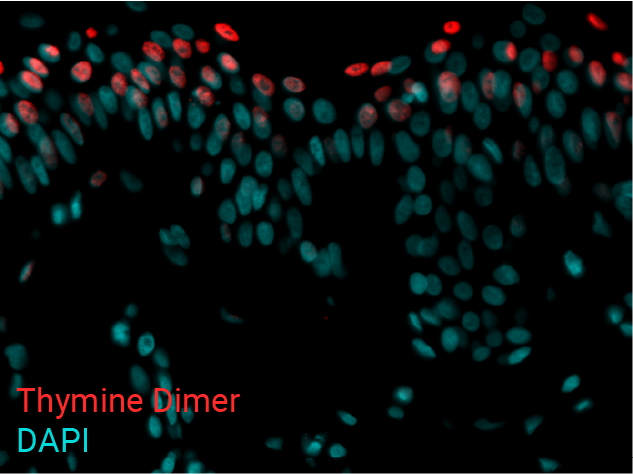 Thymine Dimer - 250mJ