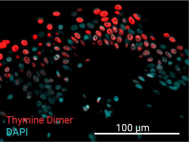 Thymine Dimer - 500mJ