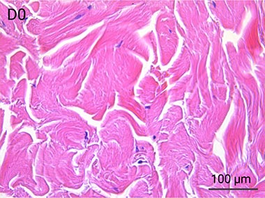 Nativeskin-HE-staining-Dermis-D0-05