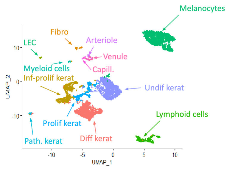 Single Cell RNA sequencing on HypoSkin