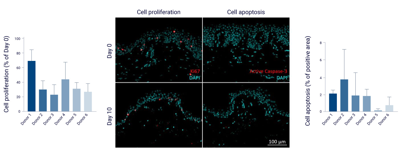 cell viability