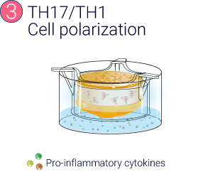 A serie of 4 illustrations showing the production of InflammaSkin® model from resident T cell in situ activation to the therapeutic treatment