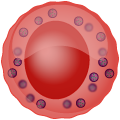 Mast cells