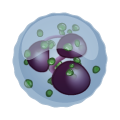 Neutrophils