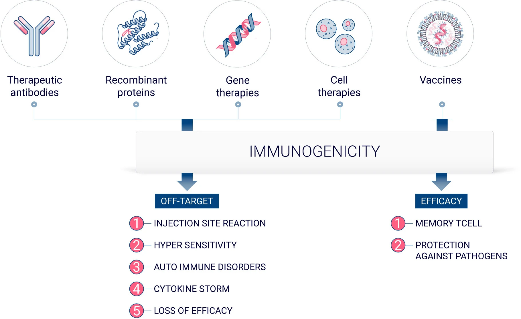 Wanted and Unwanted immunogenicity - Assess efficacy of vaccines or toxicity of biologics with ex vivo human skin models