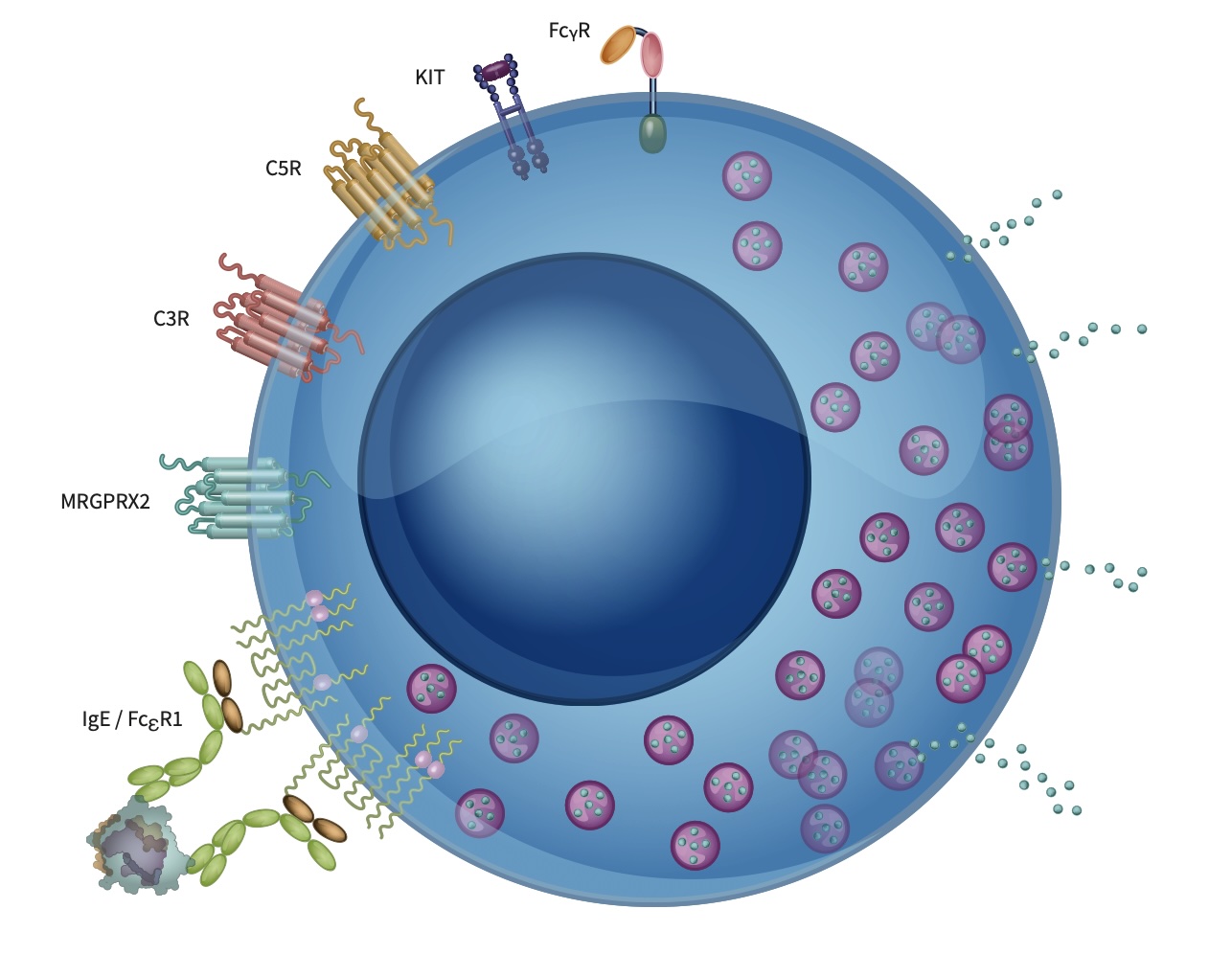 human primary mast cells