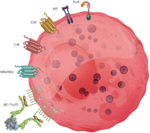 Mast cells receptors Genoskin huma primary mast cell express typical mast cell receptors such as MRGPRX2, FceR1, cKIT
