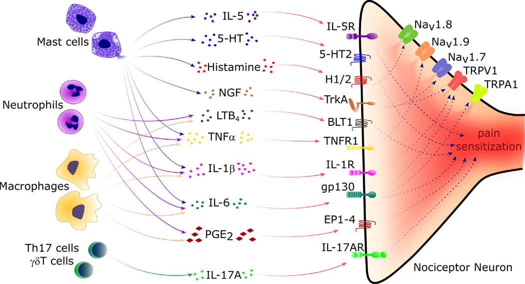 nociceptors and neuroinflammation