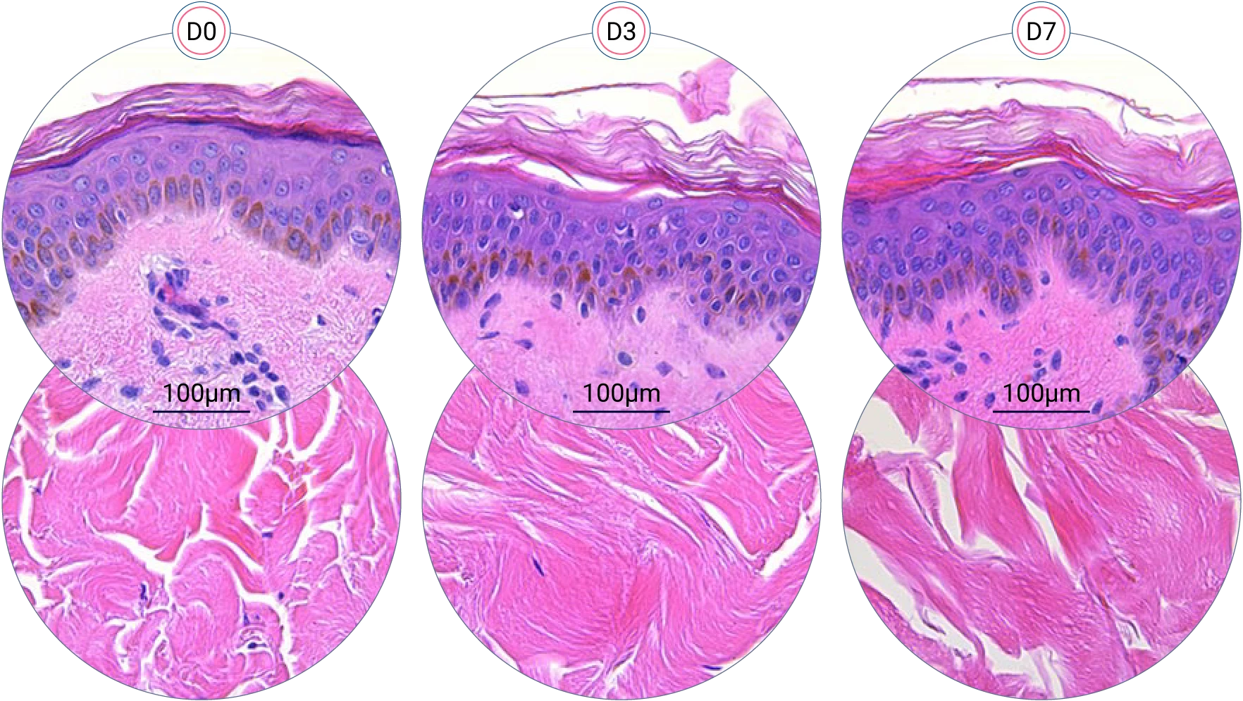 Human skin structure