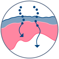 Topical absorption & effects on skin metabolism