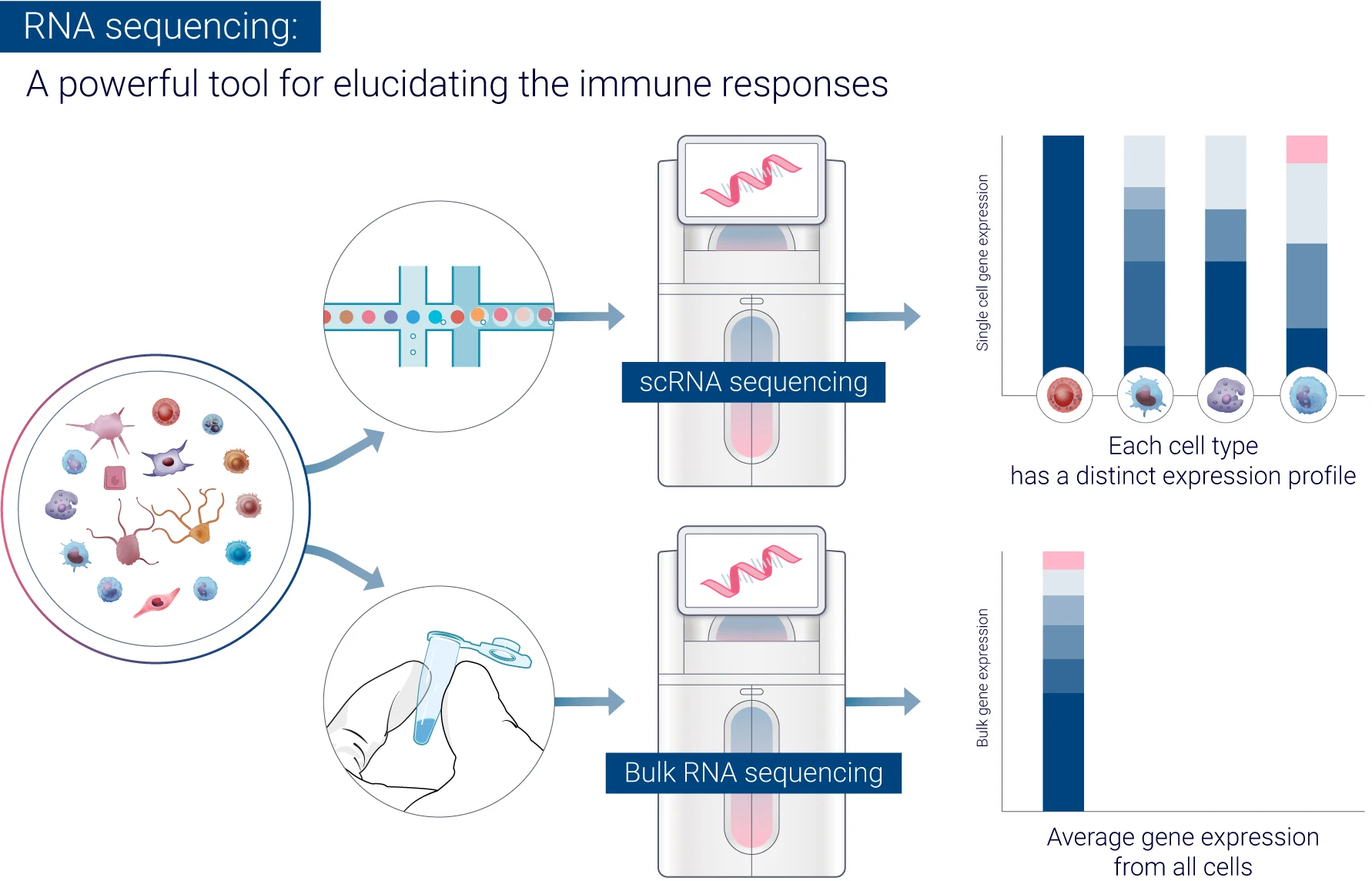 Transcriptomics is the comprehensive study of the transcriptome—the complete set of RNA molecules, or transcripts, expressed in a particular cell, tissue, or organism at any given time