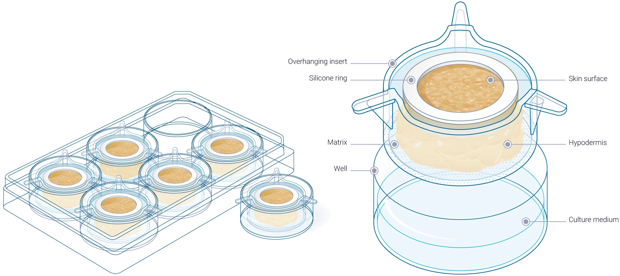 Hyposkin ex vivo model Hyposkin a versatile ex vivo model designed for injectable therapeutics