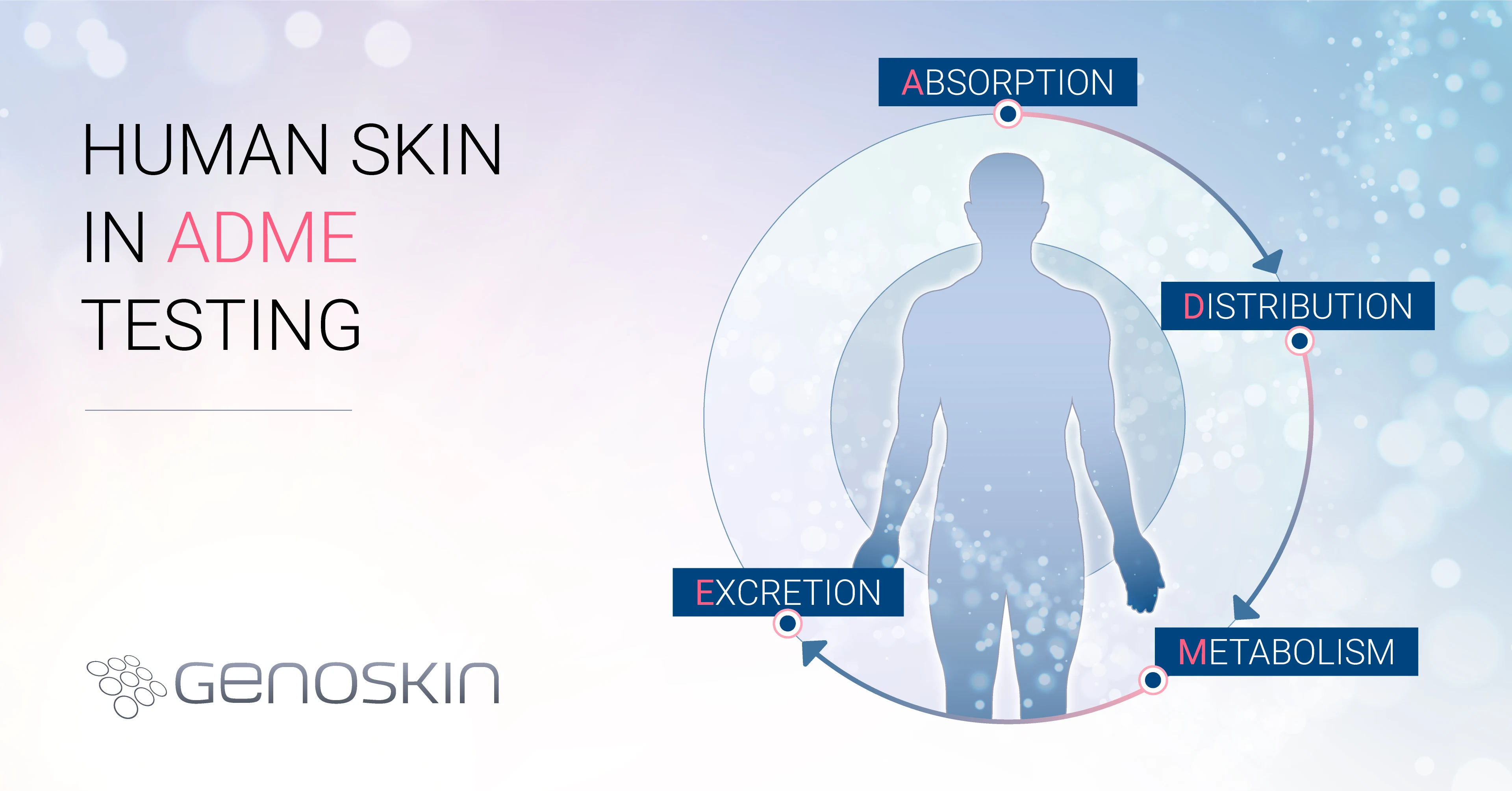 Human skin in ADME (Absorption, distribution, metabolism, excretion) testing