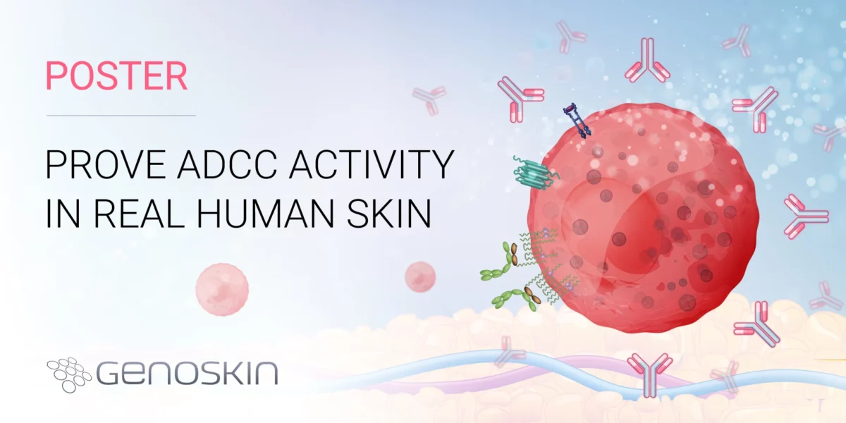 Prove ADCC Activity in Real Human Skin