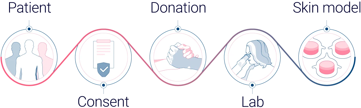 Genoskin ethical sourcing from donor to skin model Genoskin ethical sourcing from donor to skin model