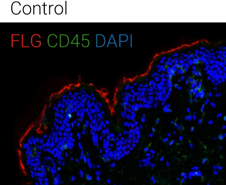 Representative immunohistochemistry images