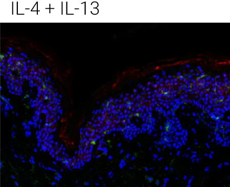 Representative immunohistochemistry images