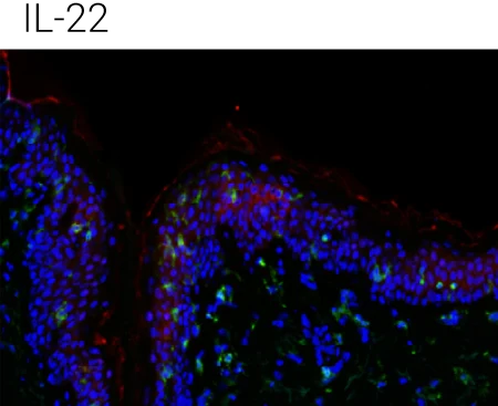 Representative immunohistochemistry images