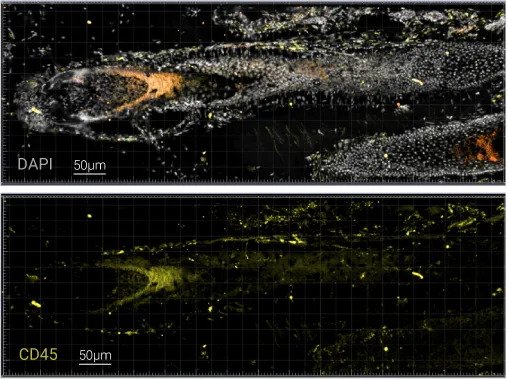 Structural and activation markers analysis performed on a tissue cryosection with a thickness of 40µm: DAPI (nucleus), CD45 (immune cells), Tubulin β3 (nerve endings), CD31 (blood vessels)