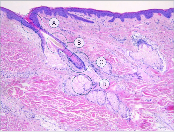 H&E staining showing characterization of hair follicles on HairSkin models