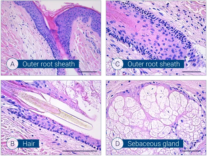 H&E staining showing characterization of hair follicles on HairSkin models