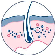 Hair follicle biology research